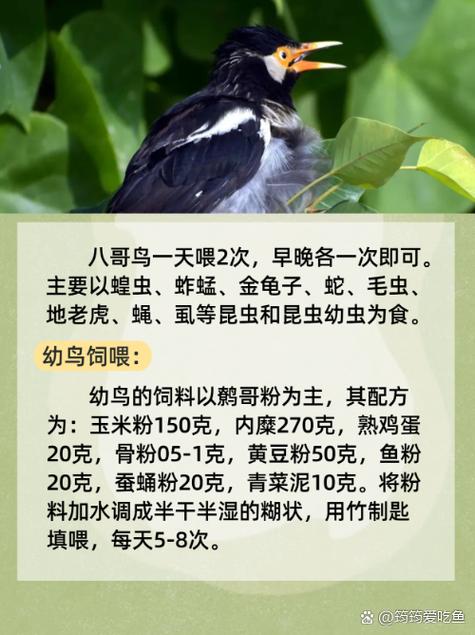 操出白浆在线观看的相关介绍